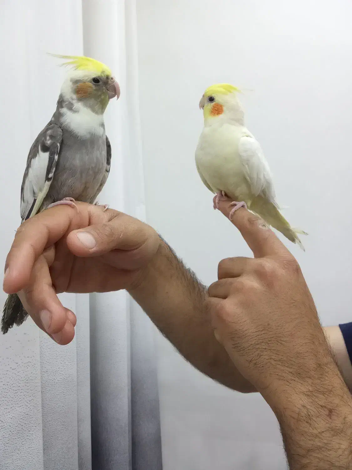 عروس هلندی سخنگو فروش فوری|پرنده|فولادشهر, B2|دیوار