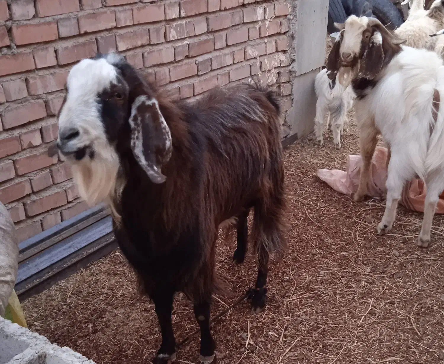 نری|حیوانات مزرعه|زرند, |دیوار