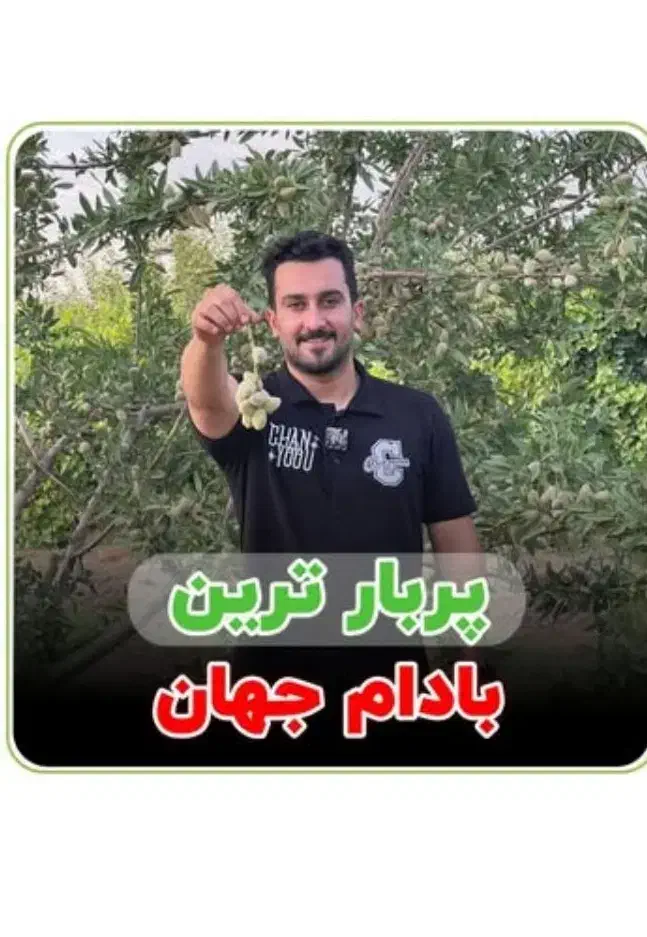 بادام آذر دیرگل|خدمات باغبانی و درختکاری|لردگان, |دیوار