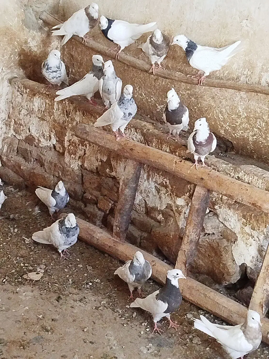 16 عدد کبوتر طوقی|پرنده|هرسین, |دیوار