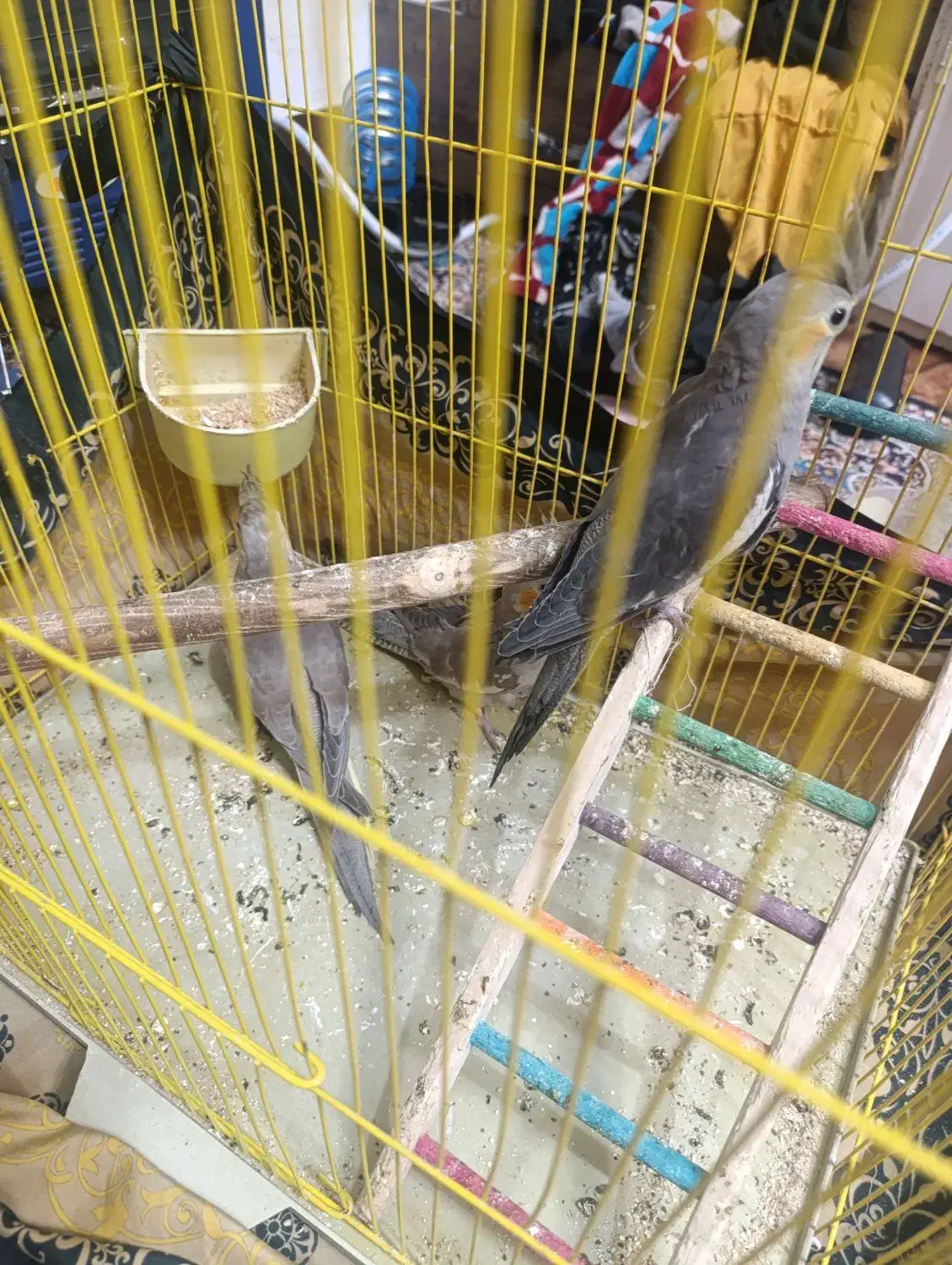 عروس هلندی|پرنده|تهران, والفجر (افسریه)|دیوار