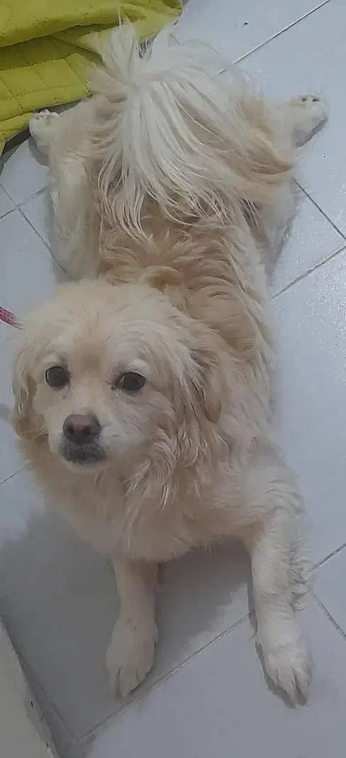 کوچولوی بامزه باشناسنامه واکسن خورده|سگ|صباشهر, |دیوار