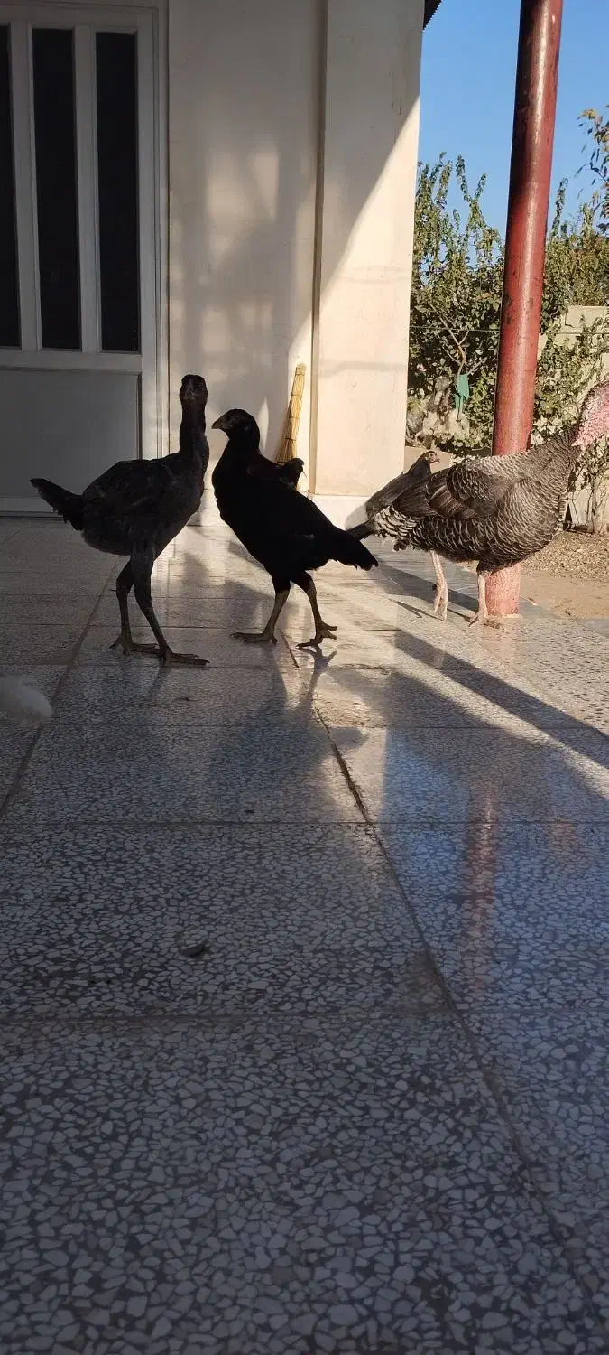 3عدد لاری نژاد دار سالم و سرحال|حیوانات مزرعه|گنبد کاووس, |دیوار