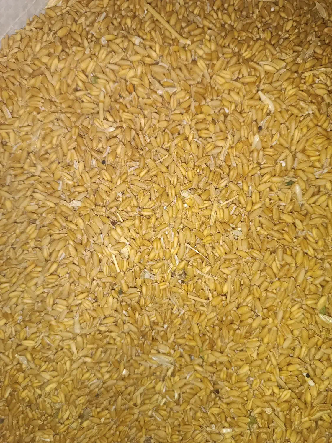 گندم دیم|خوردنی و آشامیدنی|شیرینسو, |دیوار