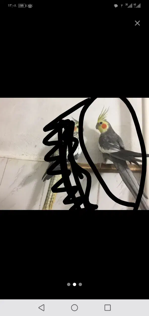 عروس هلندی گمشده سمت کپسول فروشها 600|حیوانات|بندرعباس, |دیوار