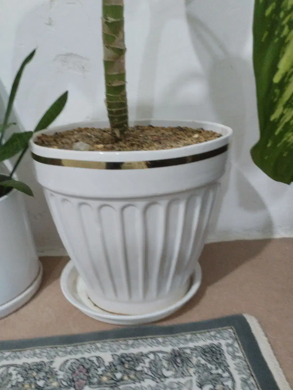 روروک وگلدان|تخت و صندلی بچه|قروه, |دیوار