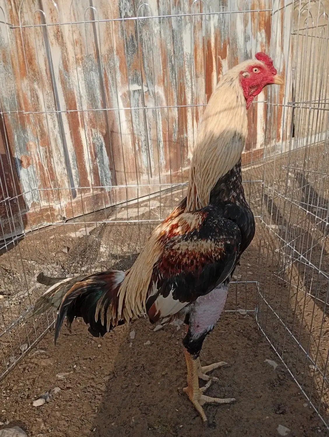 خروس لاری|حیوانات مزرعه|تهران, خاک سفید|دیوار