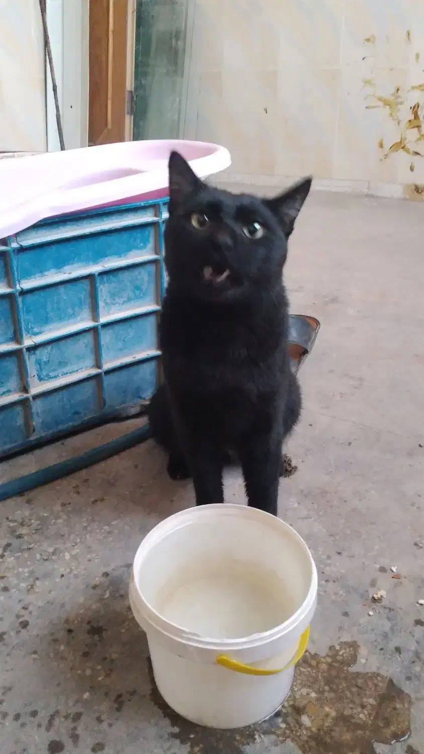 گربه نر خونگی|گربه|کارون, |دیوار