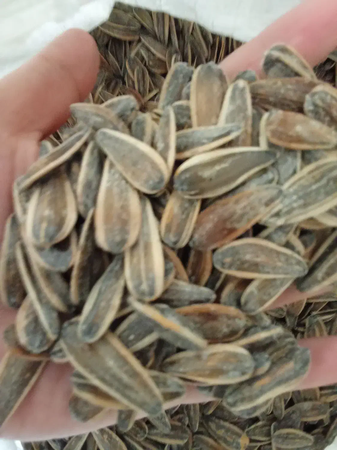 تخمه درجه یک بوداده|خوردنی و آشامیدنی|برخوار, |دیوار