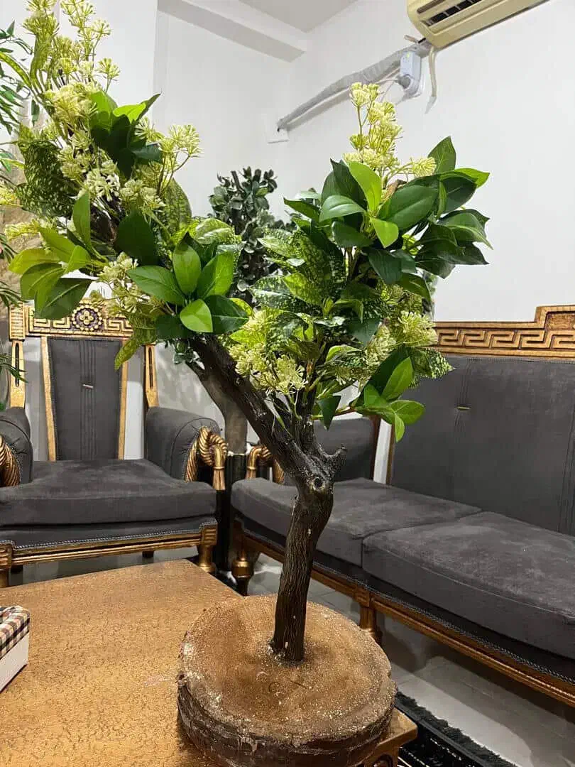 درختچه های جذاب و زیبا  با تنه طبیعی|صنایع دستی و سایر لوازم تزئینی|بهشهر, |دیوار