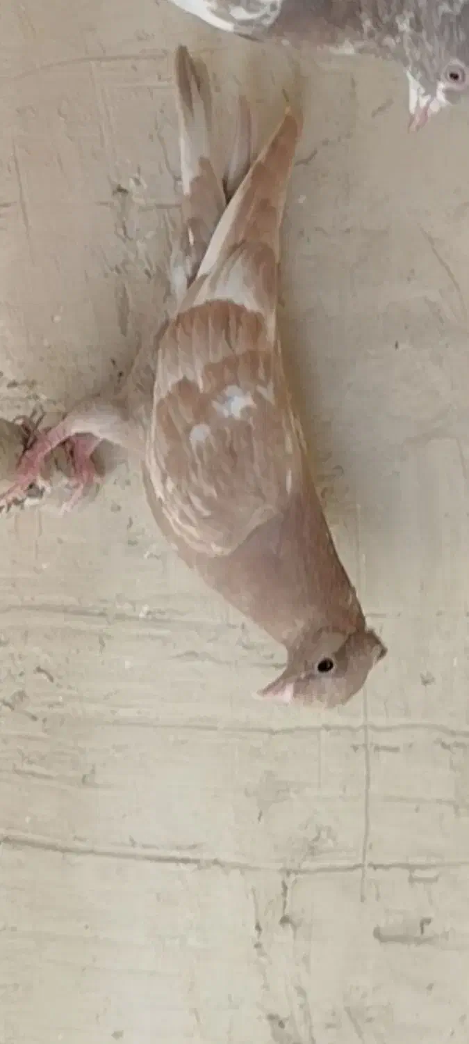 چهارتا کفتر سینی فروشی|پرنده|میلاجرد, |دیوار