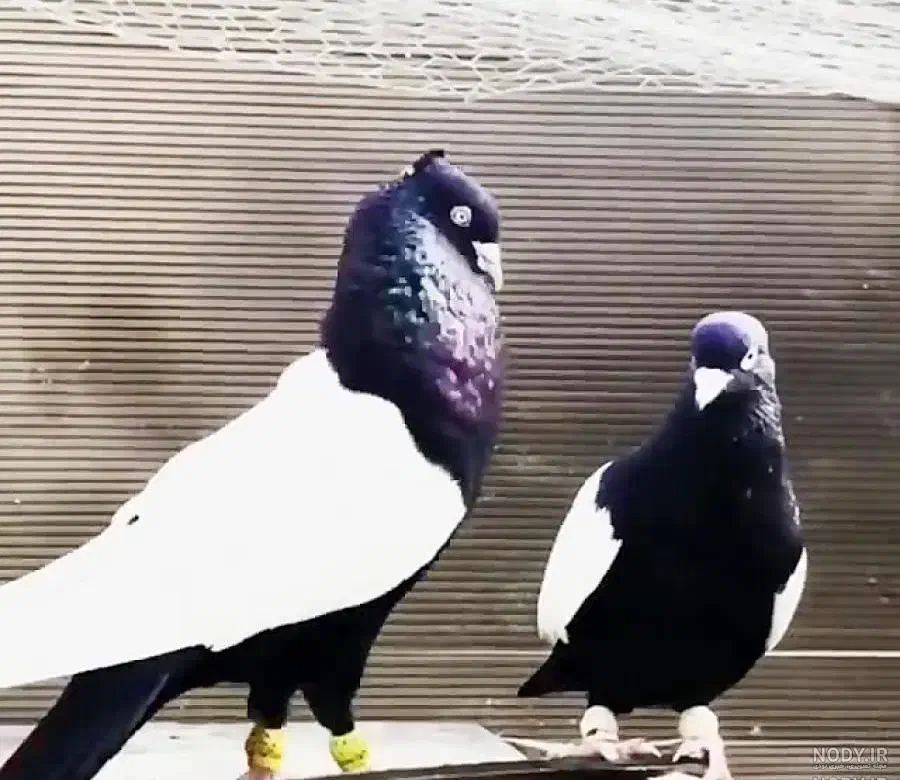 کفتر کشتنی|لوازم جانبی حیوانات|یزد, |دیوار