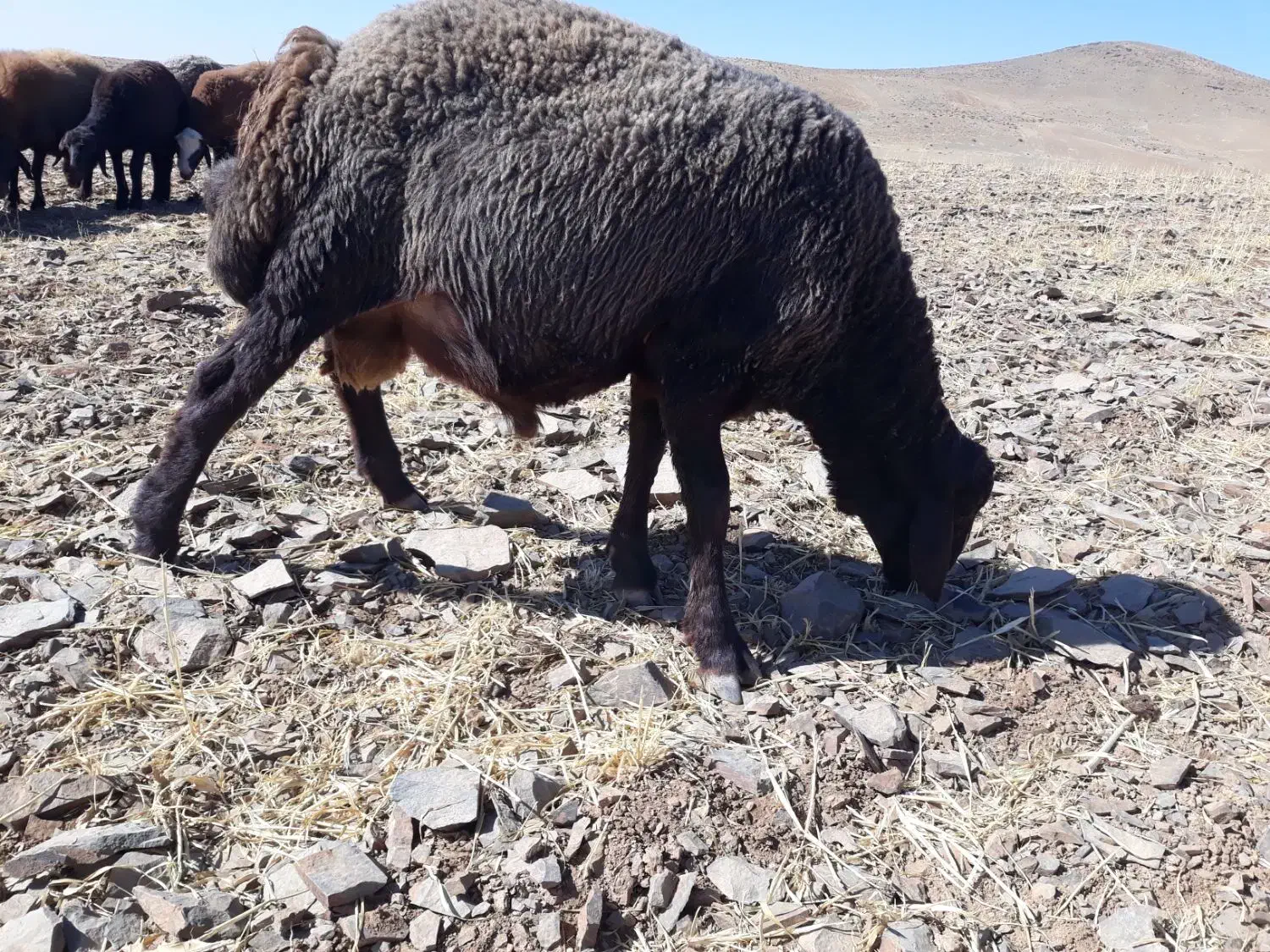 بره قوچ|حیوانات مزرعه|فرمهین, |دیوار