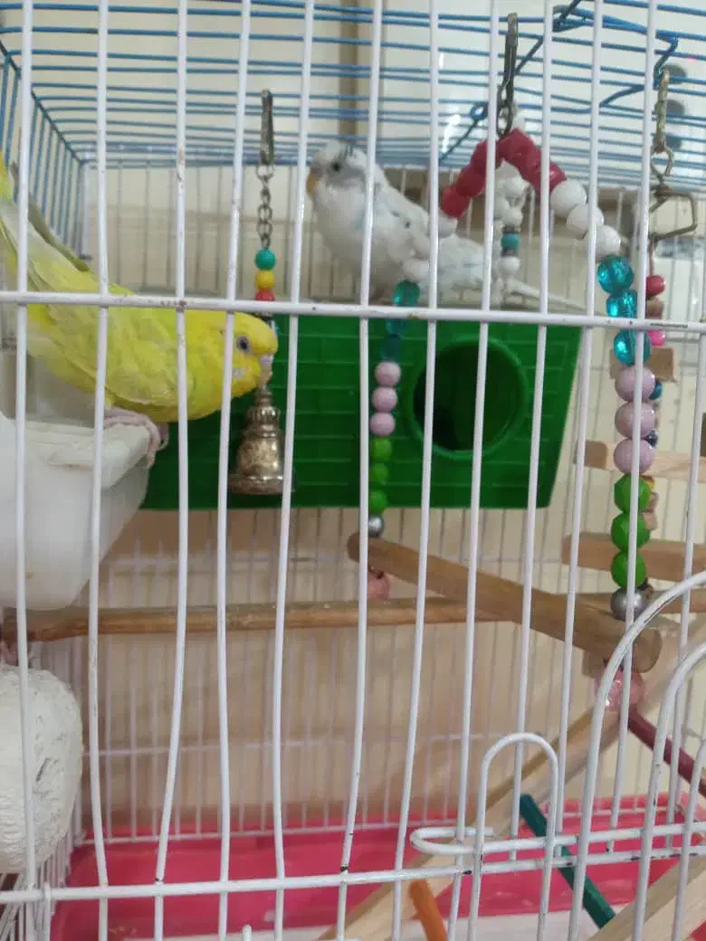 یک جفت مرغ عشق و لانه حصیری|پرنده|ری, منصوریه منگل|دیوار