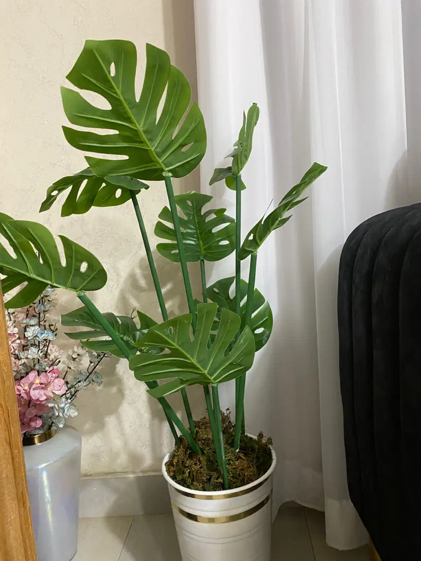 درخچه برگ انجیری|گل و گیاه طبیعی|رشت, تازه آباد|دیوار