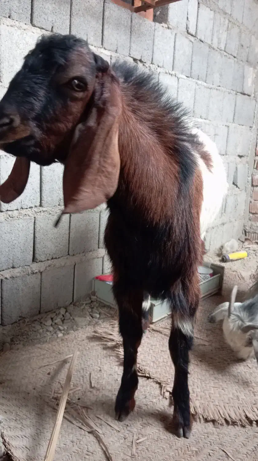 چند عدد گوسفند|حیوانات مزرعه|ایرانشهر, |دیوار