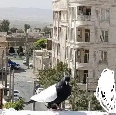 سرته سیاه|پرنده|قرچک, مهدیه|دیوار