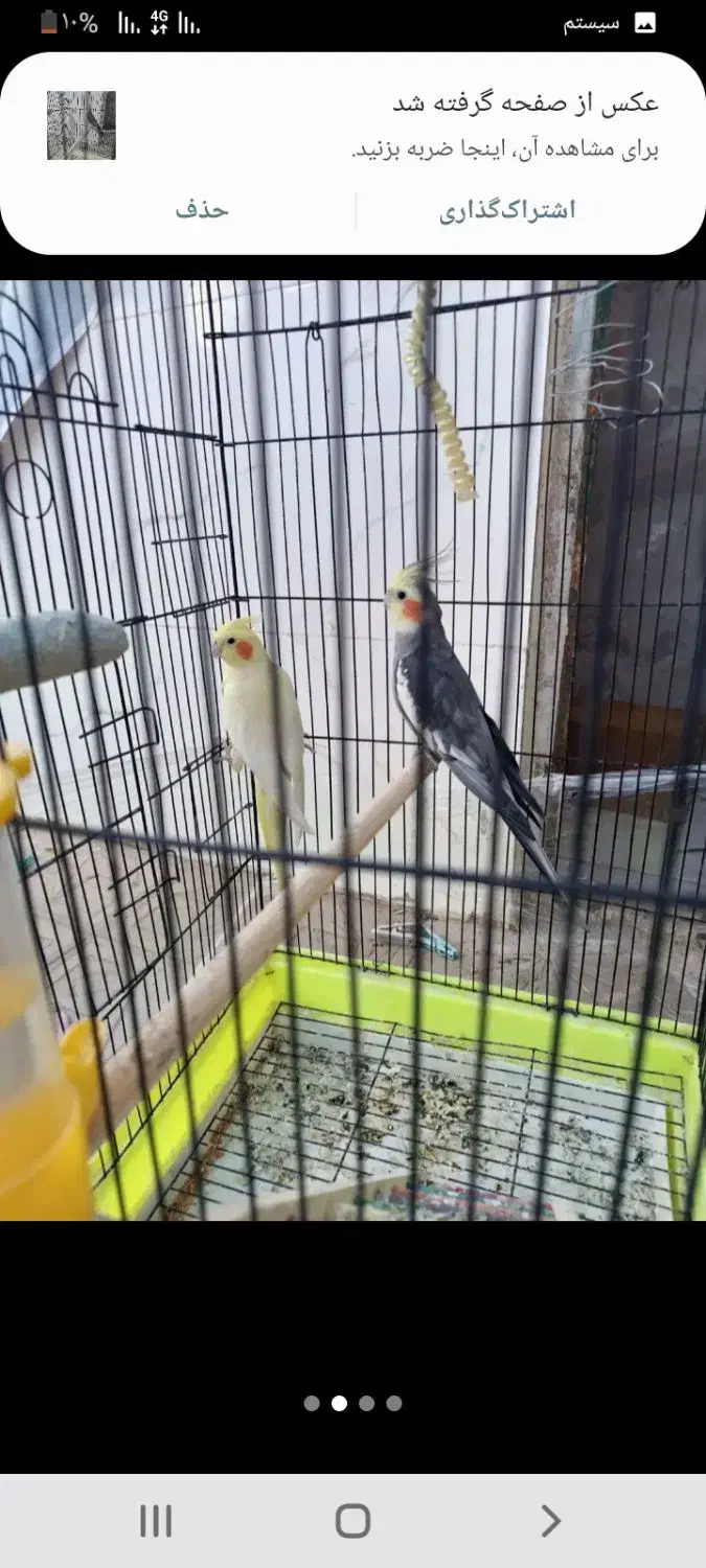 عروس هلندی نر وماده|پرنده|سبزوار, جهاد کشاورزی|دیوار