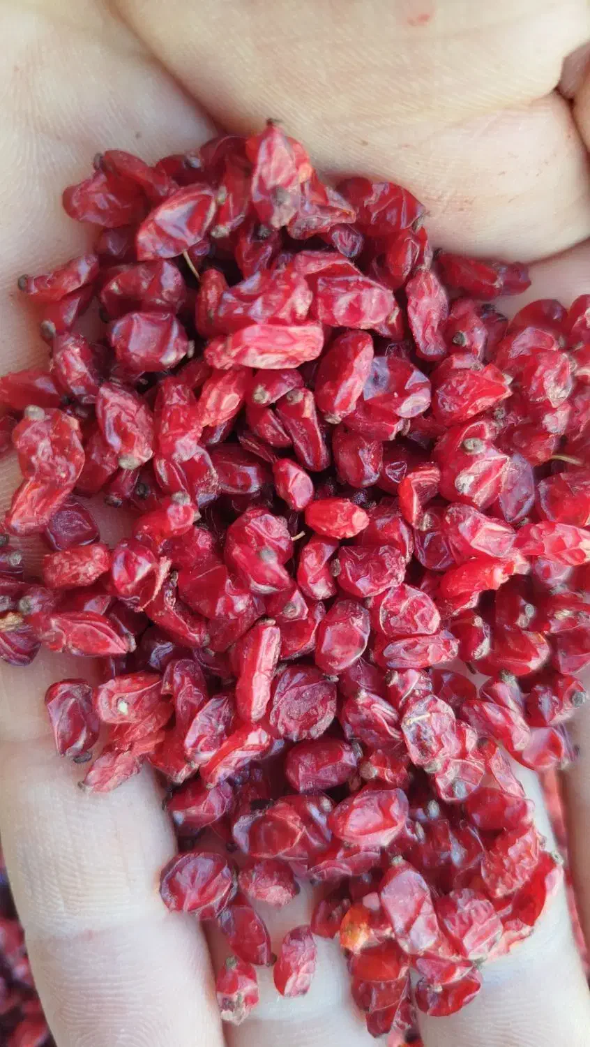 زرشک|خدمات باغبانی و درختکاری|قائن, |دیوار