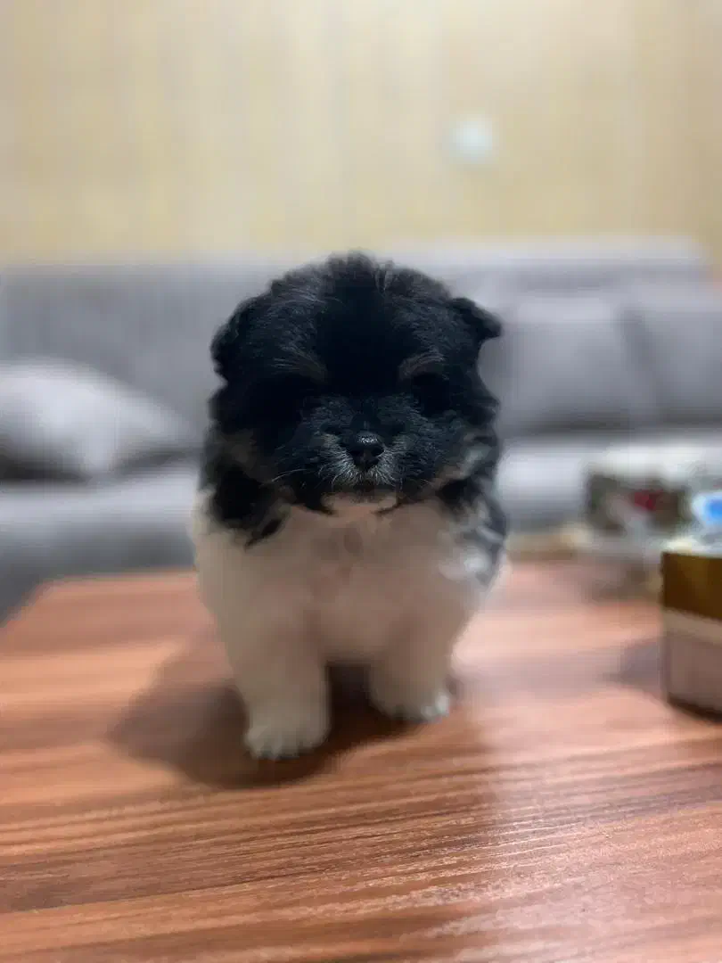 پامر پامر ین|سگ|احمدآبادمستوفی, |دیوار