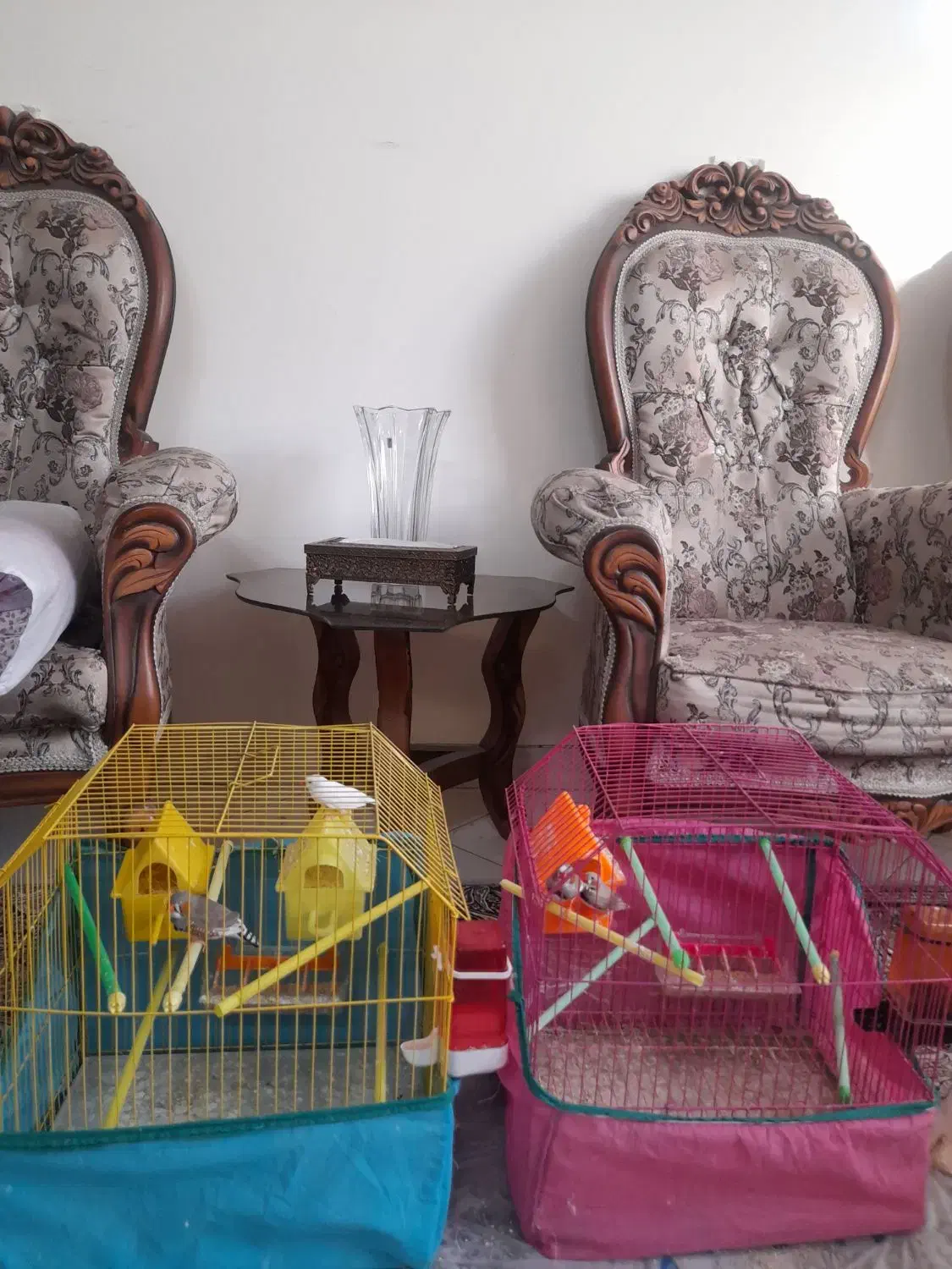 فنچ|پرنده|تهران, بازار|دیوار