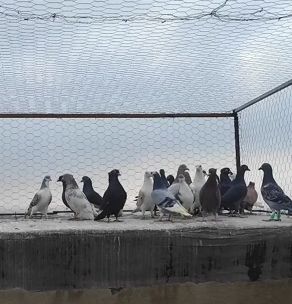 ی چق دورگ 20تایی زدوخوردی بیجا|پرنده|سبزوار, قصبه شرقی|دیوار