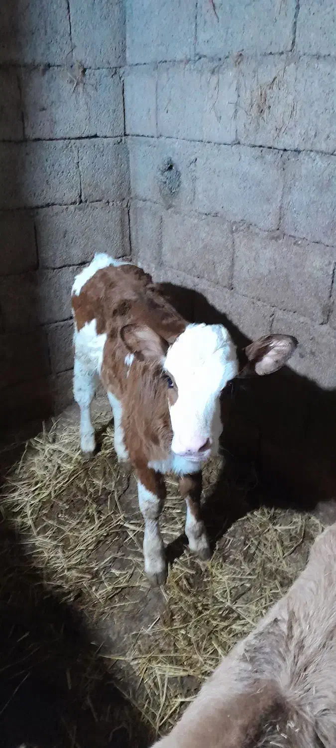 گوساله ماده مونت شرابی|حیوانات مزرعه|رانکوه, |دیوار