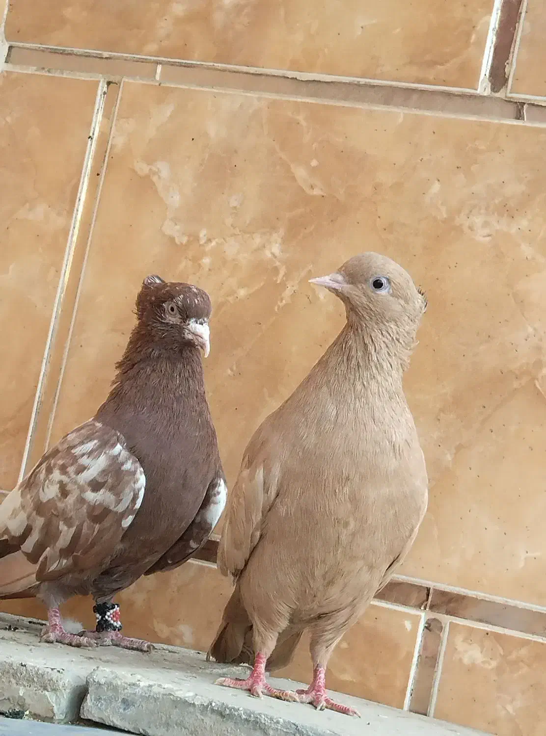 بستان کبوتر سینه ای|پرنده|دشت آزادگان, |دیوار