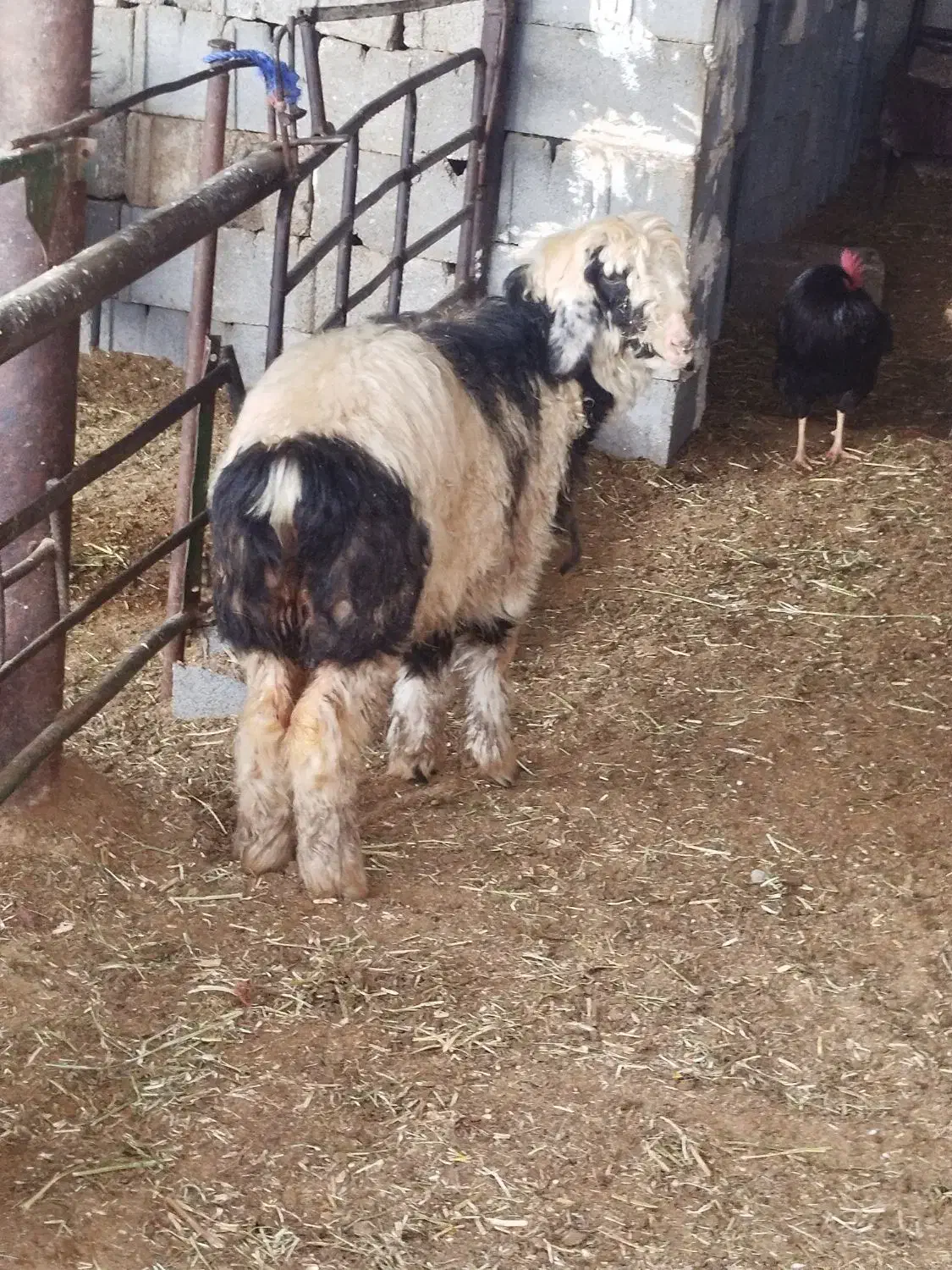 بره سبک|حیوانات مزرعه|مرودشت, نقش رستم|دیوار