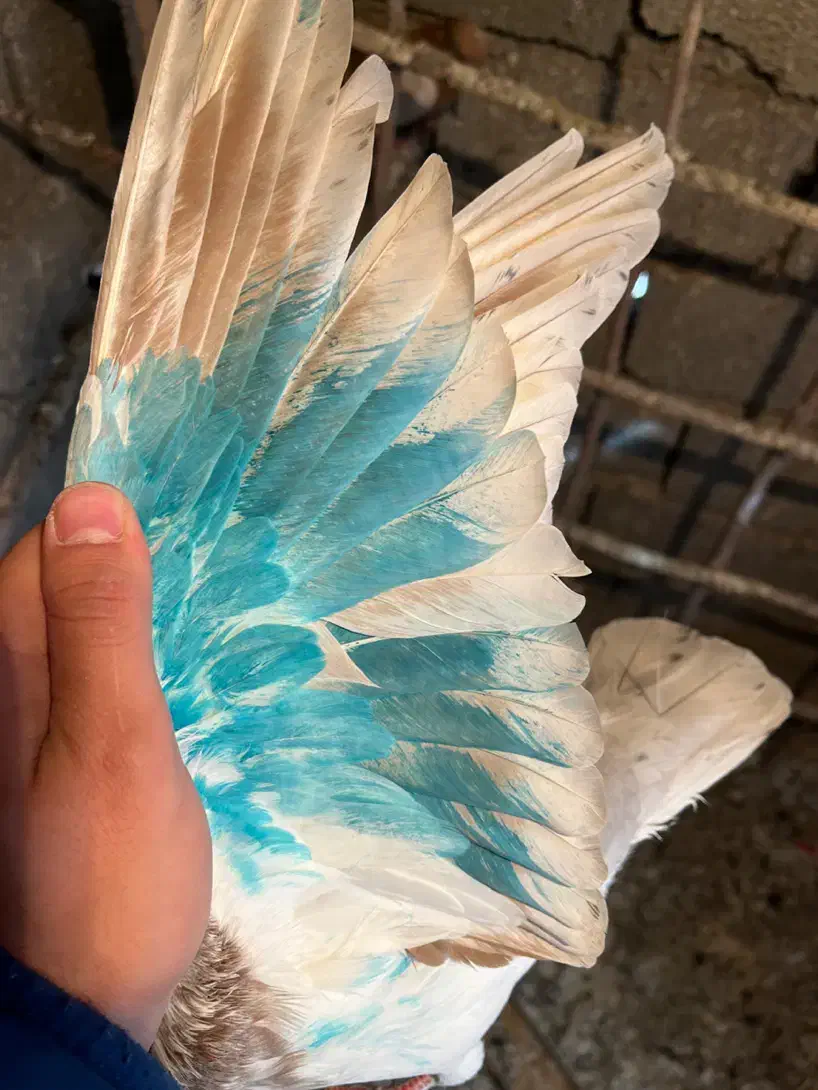 ۶ عدد کفتر خوب|پرنده|احمدآبادمستوفی, |دیوار