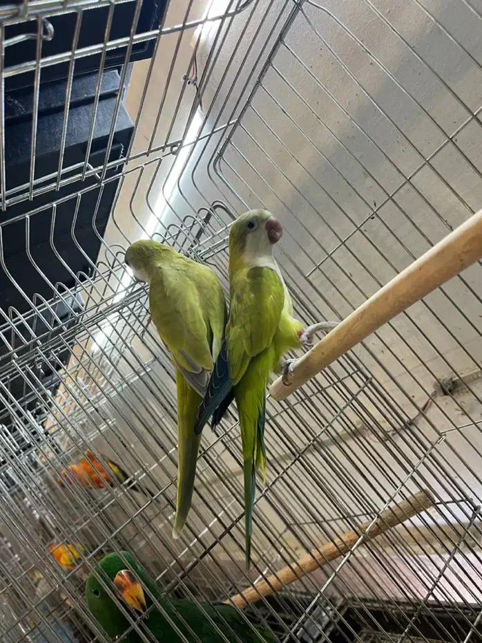 طوطی راهب سبز پسته ای و اپلاین|پرنده|آمل, |دیوار