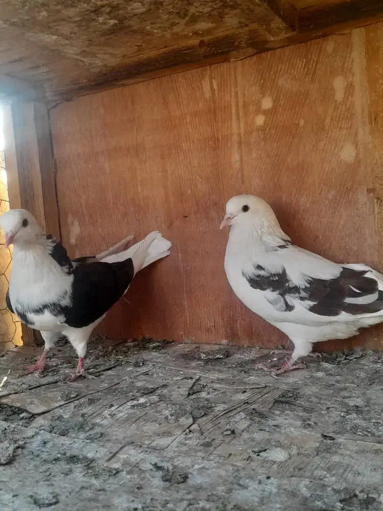 ۵۰ تا کفتر یجایی|پرنده|شهریار, شهریار|دیوار