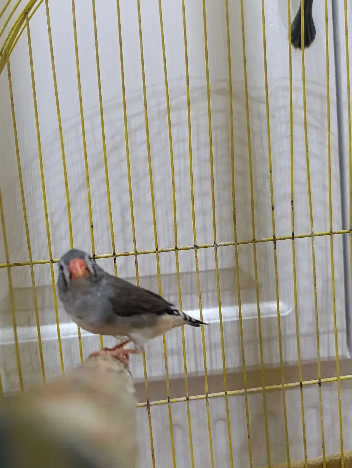 فنچ سیاه|پرنده|ری, دیلمان|دیوار