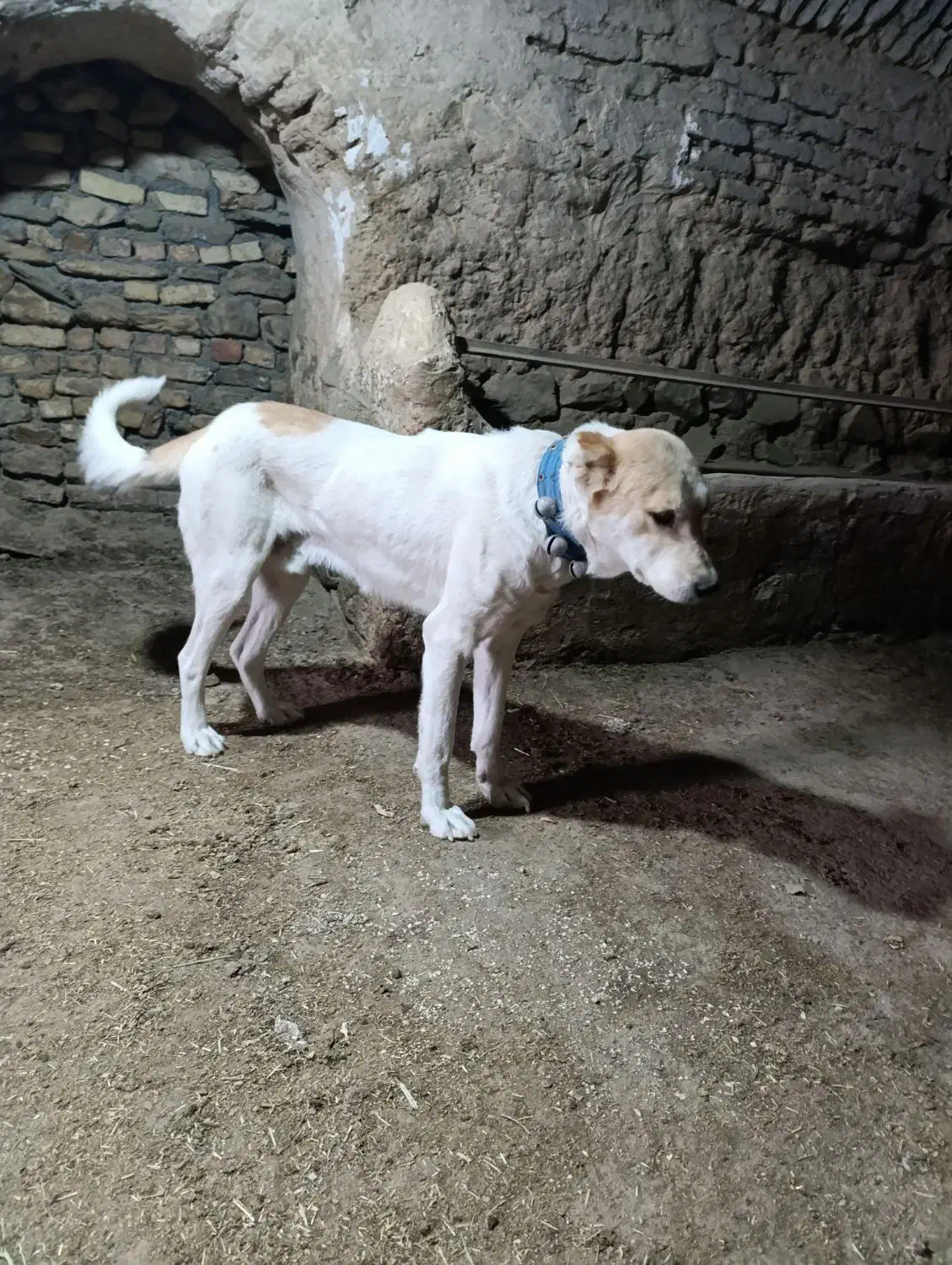 سگ گله|سگ|اراک, |دیوار