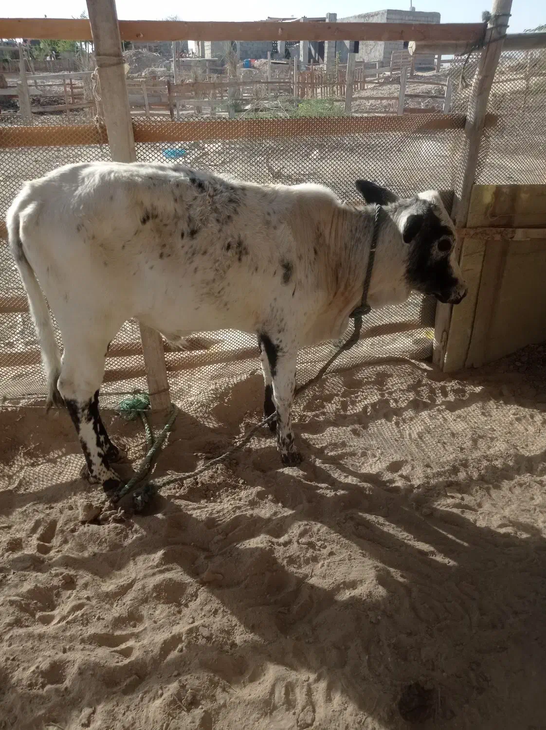 گوساله نر|حیوانات مزرعه|قشم, |دیوار