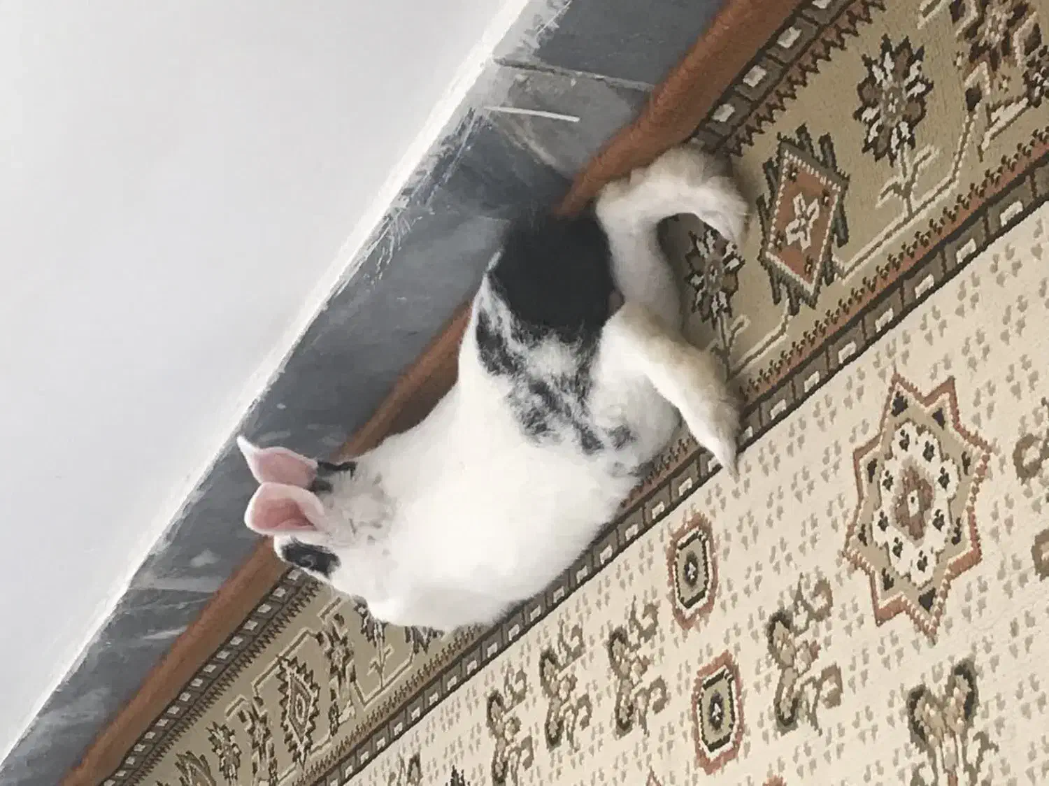 خرگوش سفید|موش و خرگوش|ساوه, |دیوار