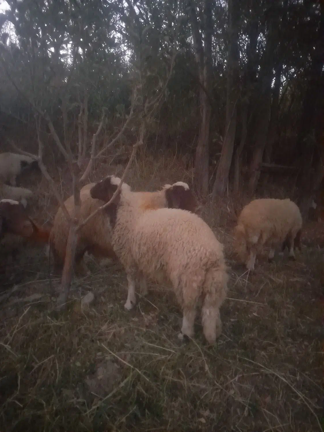 بره نر|حیوانات مزرعه|بروجرد, |دیوار