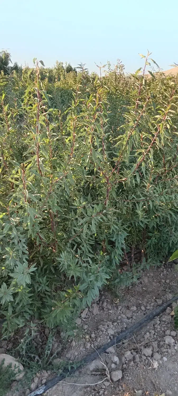 فروش نهال های اصلاح شده و پربار بصورت چک صیادی|گل و گیاه طبیعی|میاندوآب, |دیوار