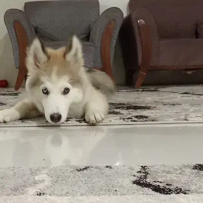 توله هاسکی مالاموت|سگ|تهران, هاشمآباد|دیوار