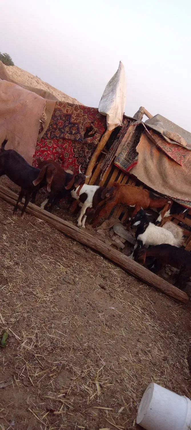 خرمشهر|حیوانات مزرعه|خرمشهر, |دیوار