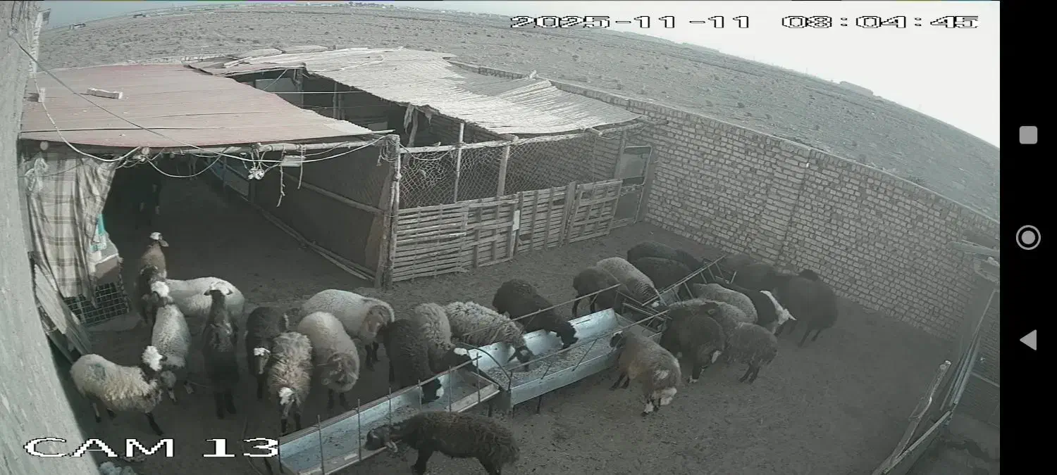 بره نر|حیوانات مزرعه|کاشان, اراضی فتح المبین (محمدیه)|دیوار