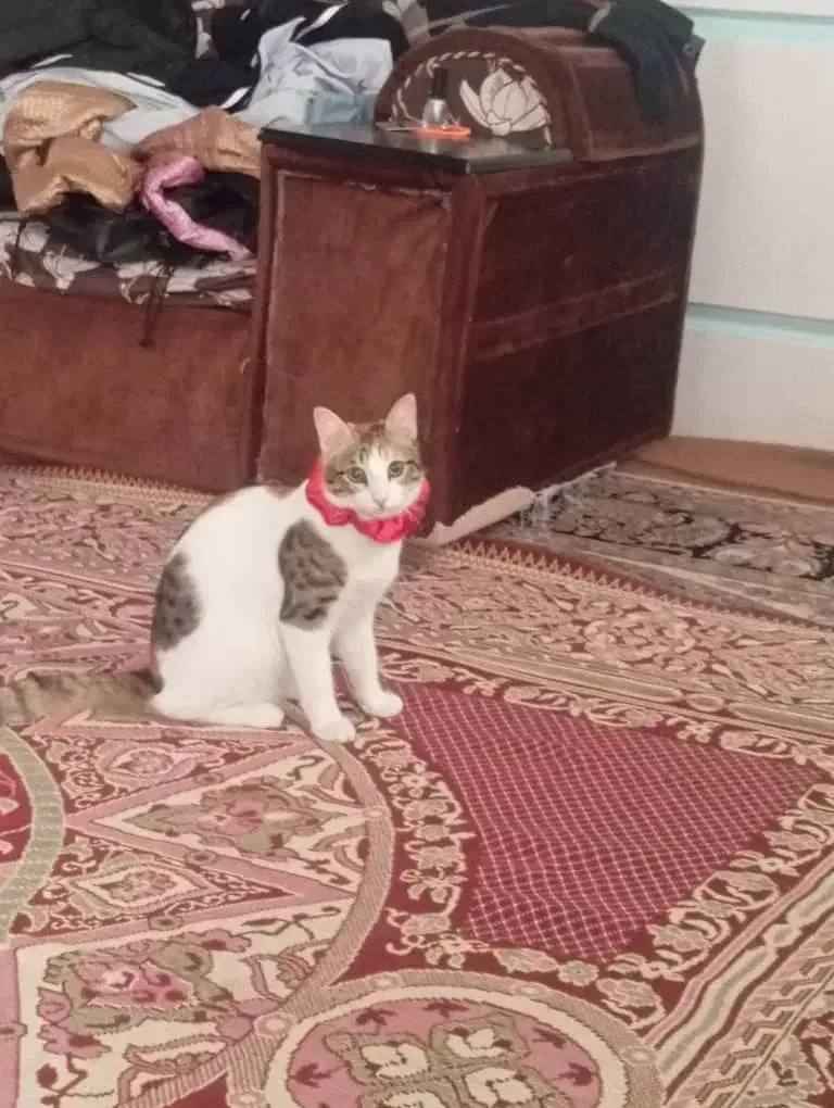 واگذاری گربه|گربه|تهران, دستغیب|دیوار