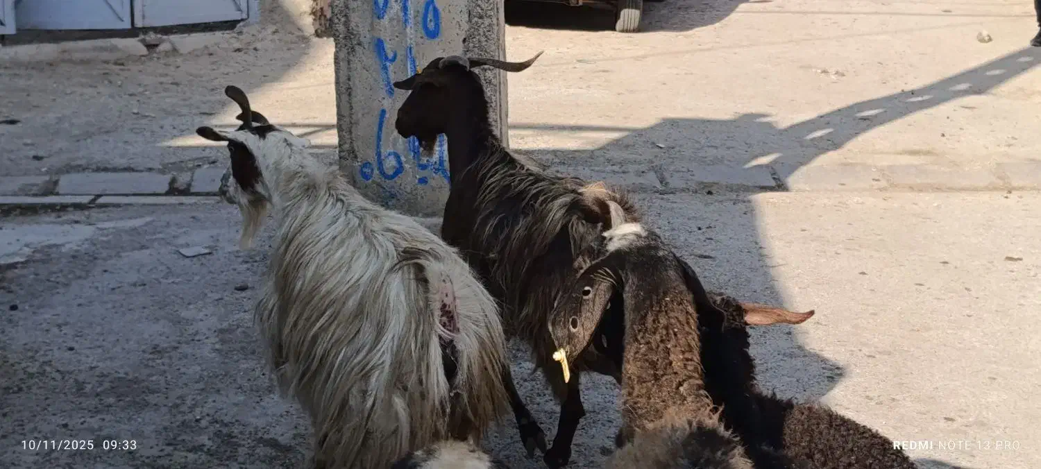 دو راس بز چاق|حیوانات مزرعه|محمدیه-قزوین, |دیوار