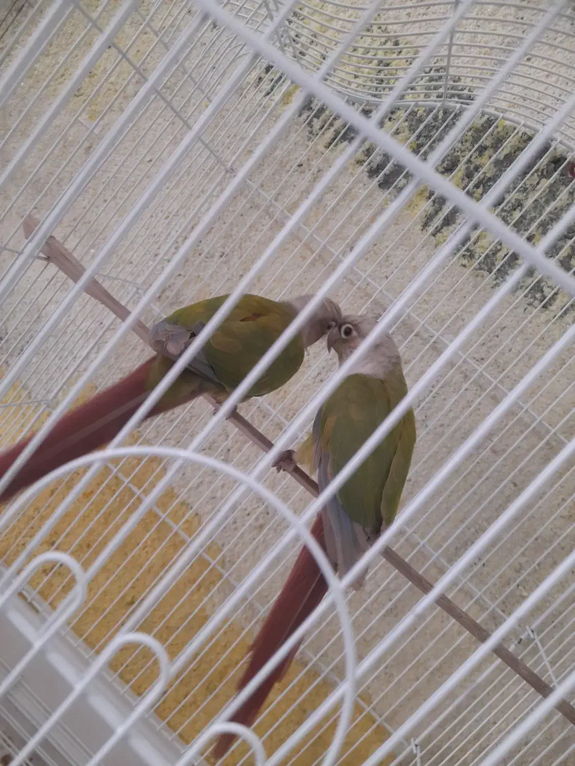 گرینچیک|پرنده|میناب, |دیوار