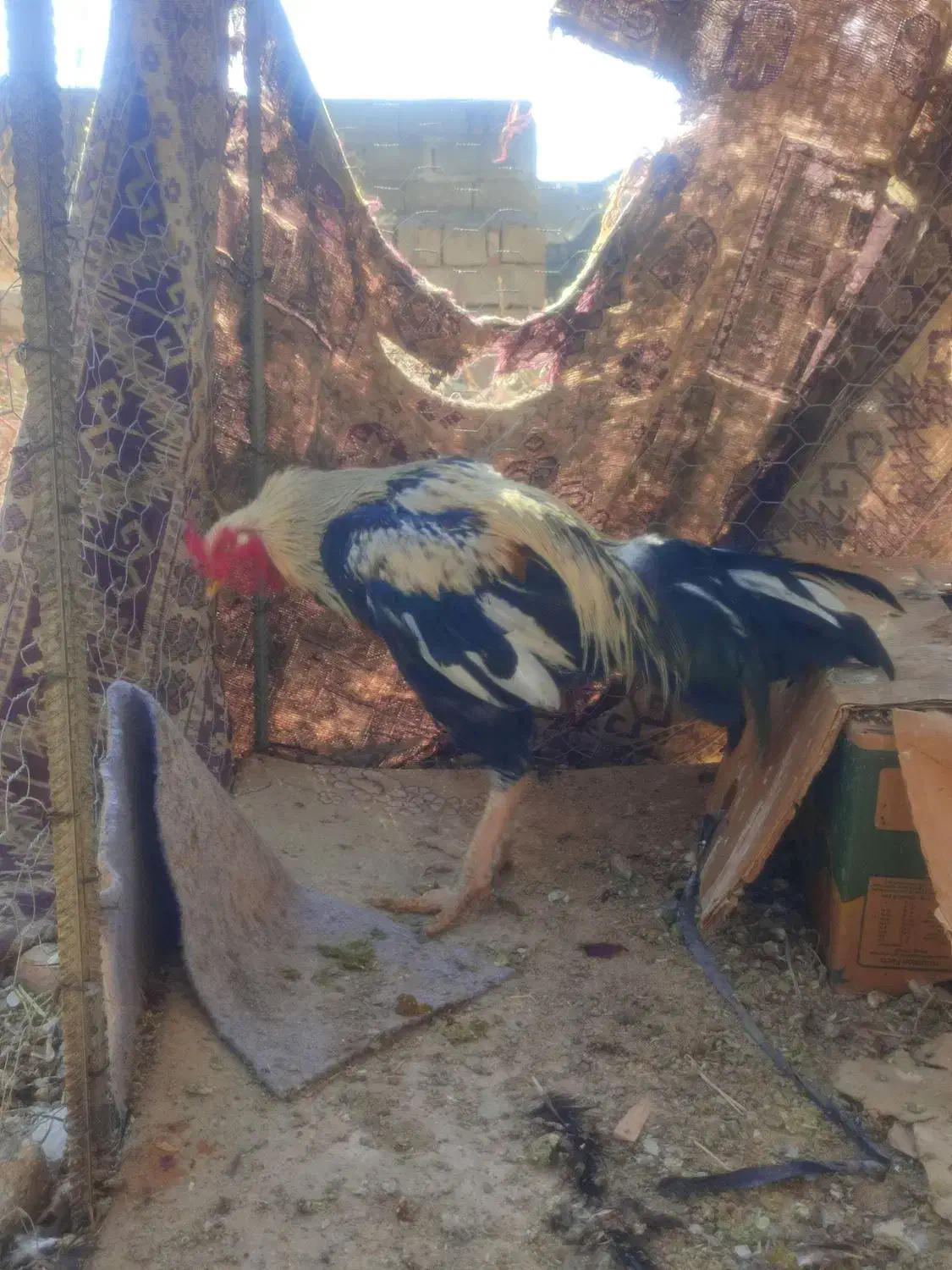 لاری اصیل|حیوانات مزرعه|نقده, |دیوار