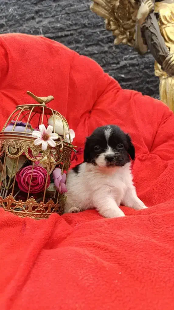 واگذاری توله سگ پاکوتاه بصورت رایگان|سگ|تبریز, |دیوار