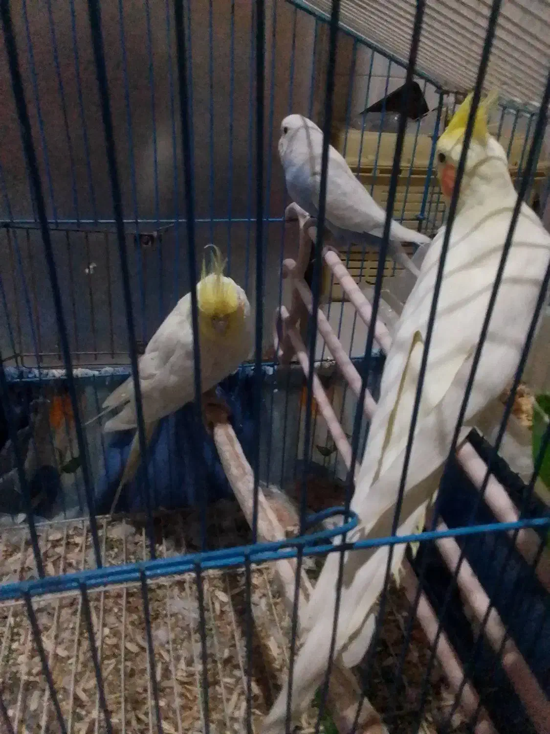 عروس هلندی  نروماده بایک مرغ عشق   همراه با قفس|پرنده|گرگان, |دیوار