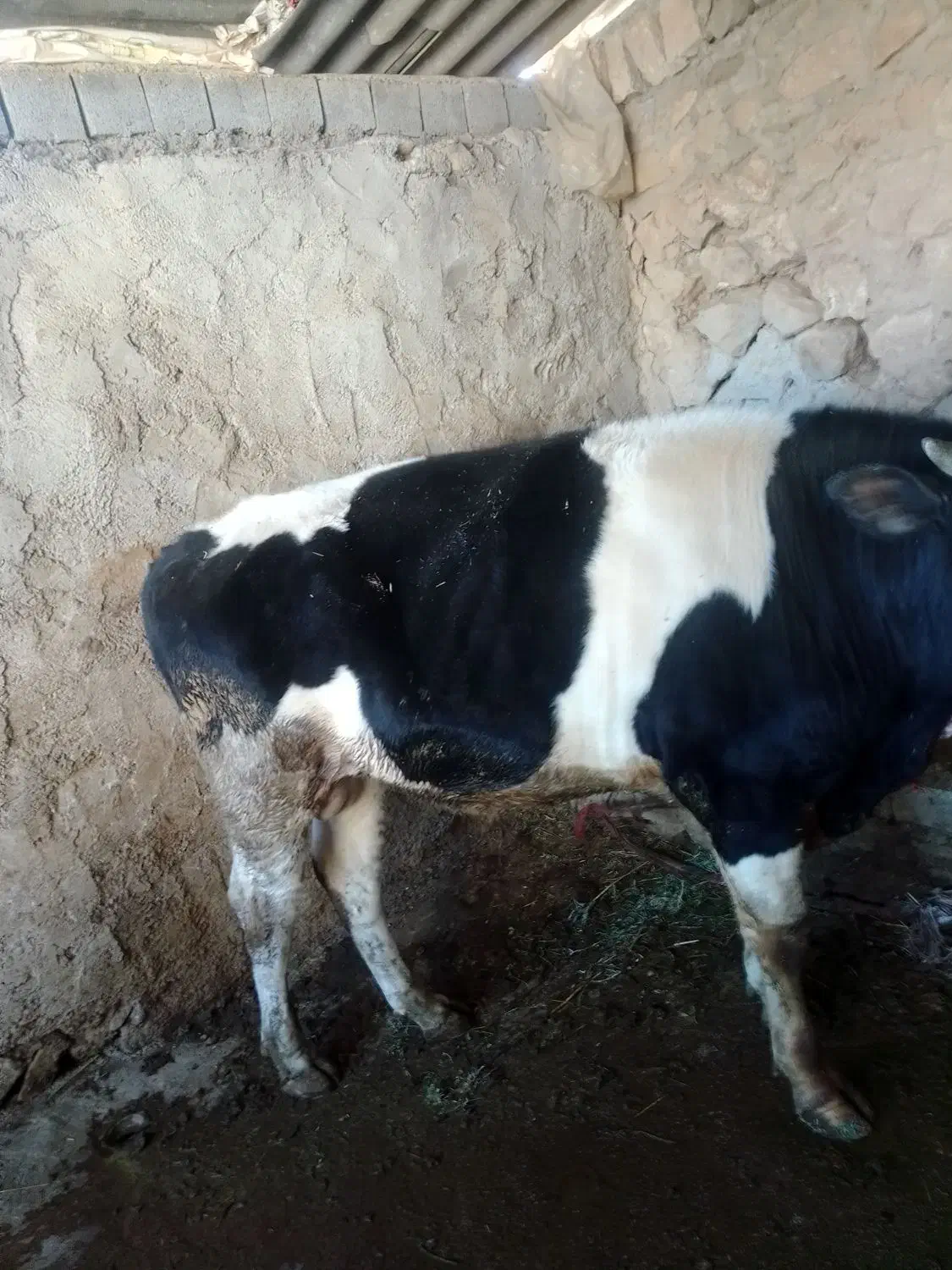 گوساله نر|حیوانات مزرعه|ایلام, |دیوار