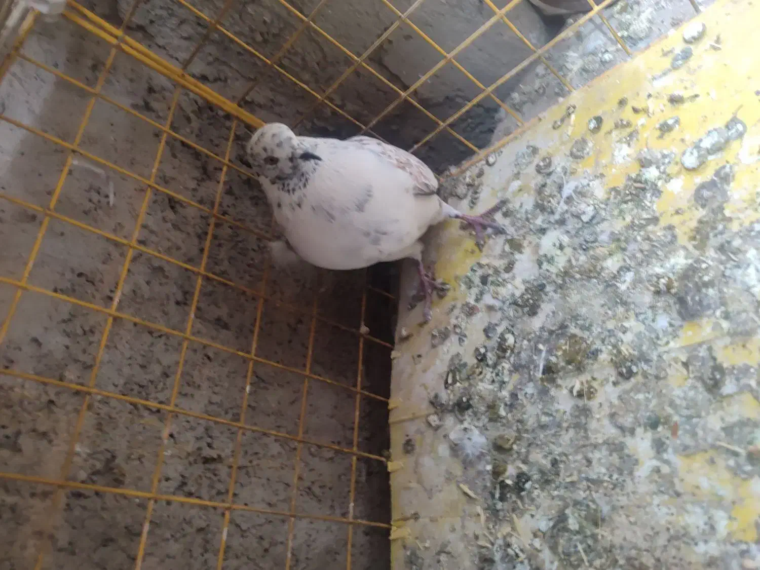 کبوتر|پرنده|سیرجان, |دیوار