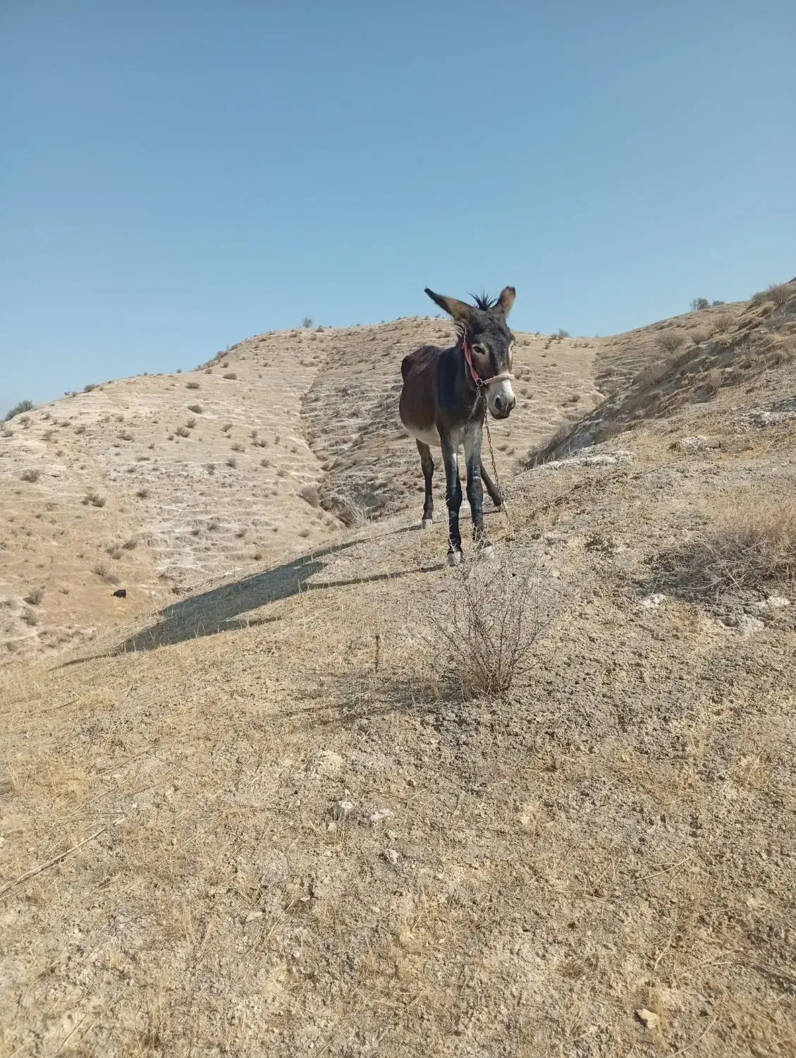 الاغ|حیوانات مزرعه|دهدشت, |دیوار